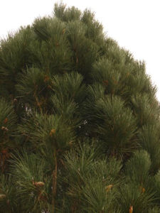 Picture of Pinus